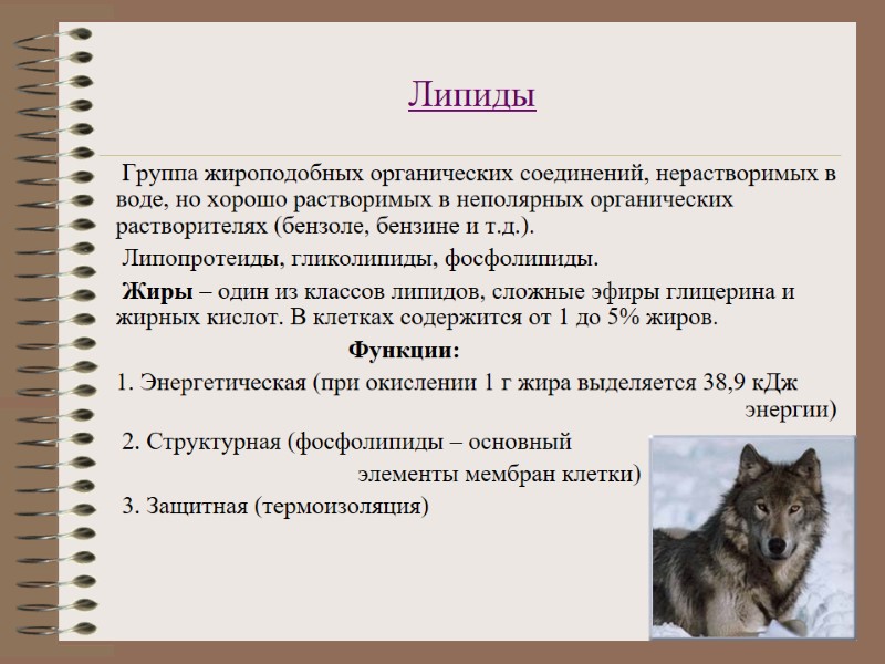 Липиды   Группа жироподобных органических соединений, нерастворимых в воде, но хорошо растворимых в